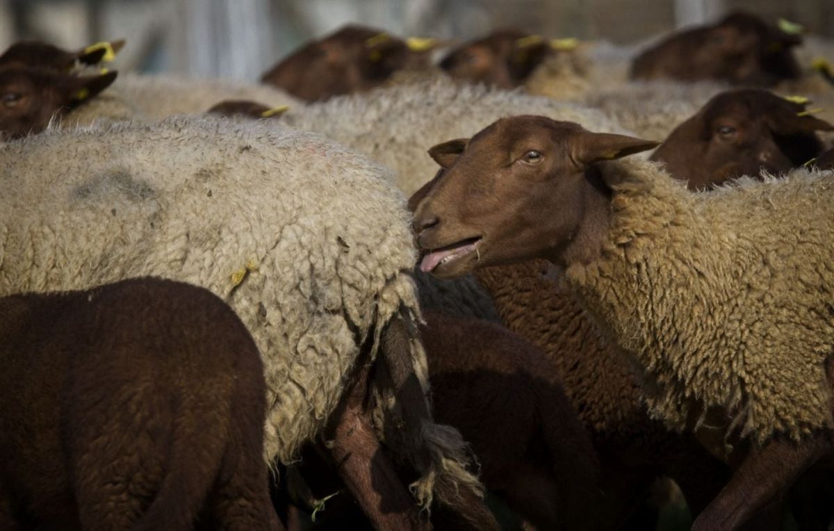 Bretagne : 65 moutons volés avant l'Aïd, un acte choquant qui soulève des inquiétudes