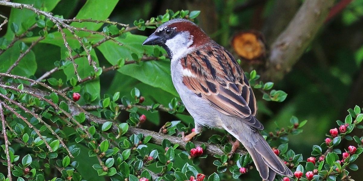 Le moineau : un allié discret du jardin