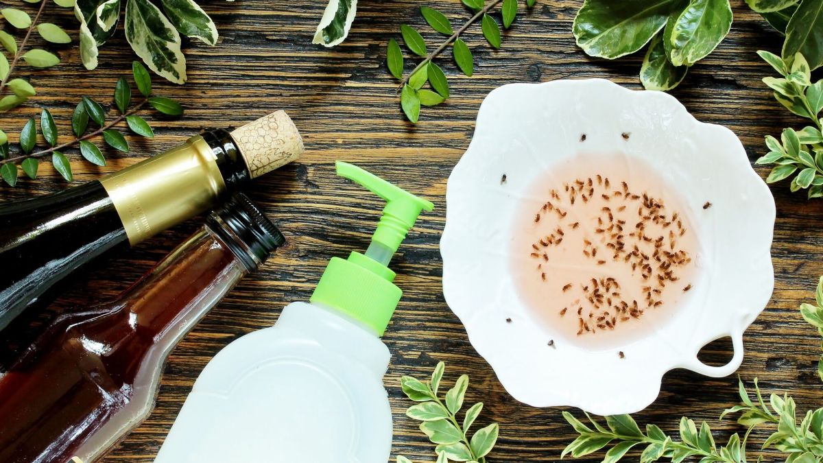 les secrets d'antan pour chasser mouches et moucherons chez vous