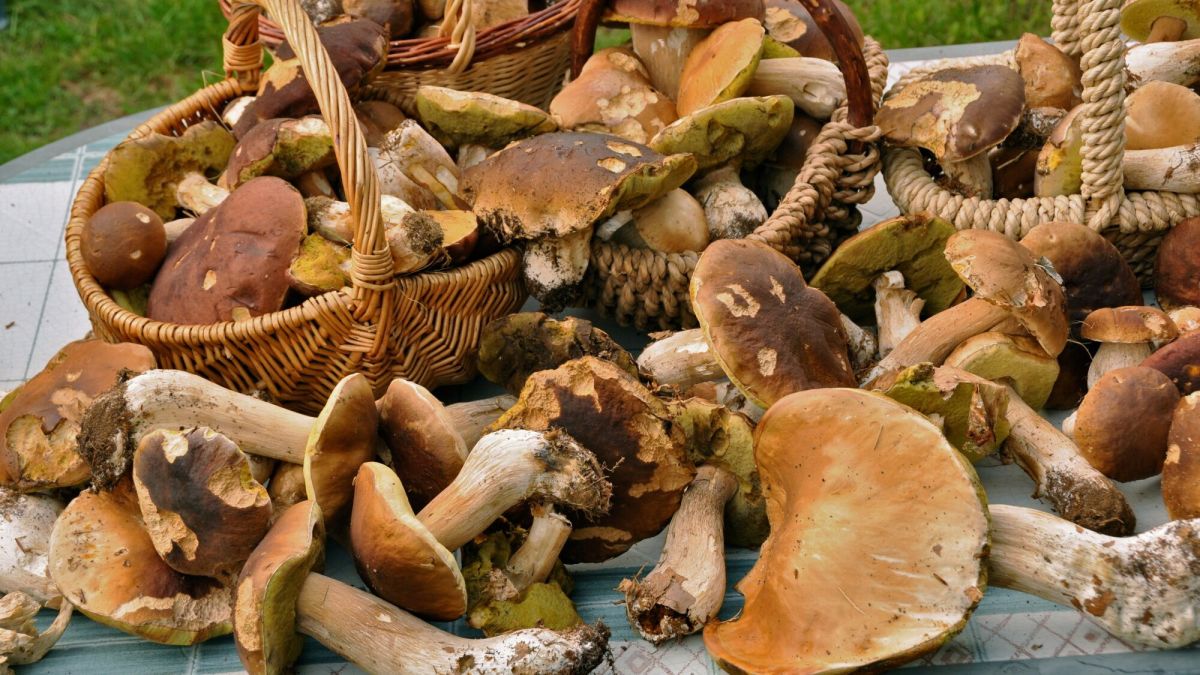 À la recherche des trésors cachés : comment dénicher les meilleurs coins à champignons