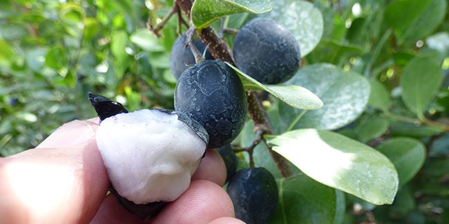 L'icaque, ce trésor tropical aux multiples facettes
