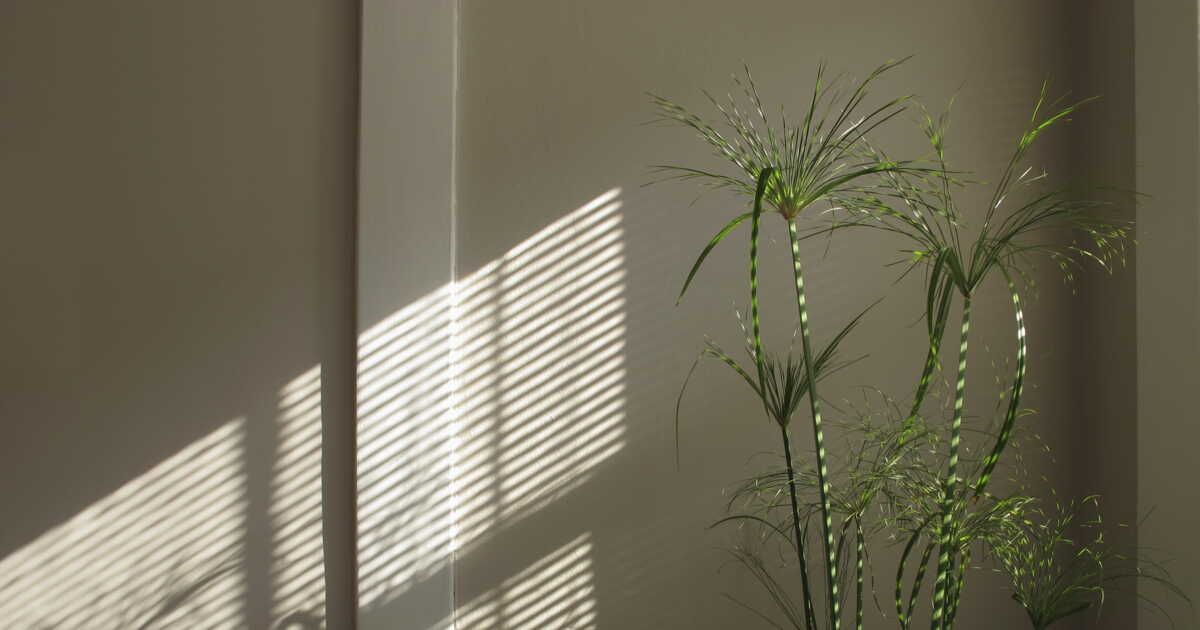 Cultiver le papyrus chez soi : astuces pour un intérieur verdoyant