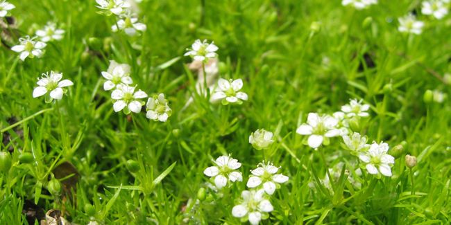 La sagine (Sagina subulata) : une mousse irlandaise pour vos espaces verts