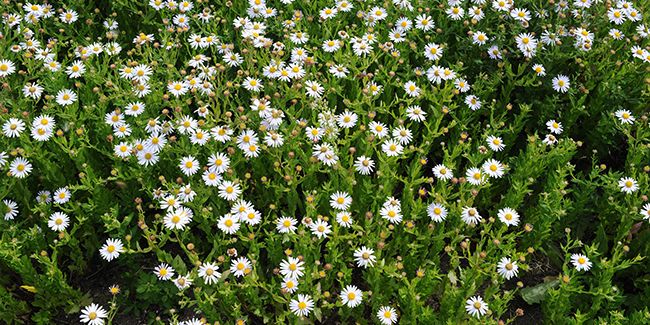 L'aster japonais : une beauté sauvage à adopter
