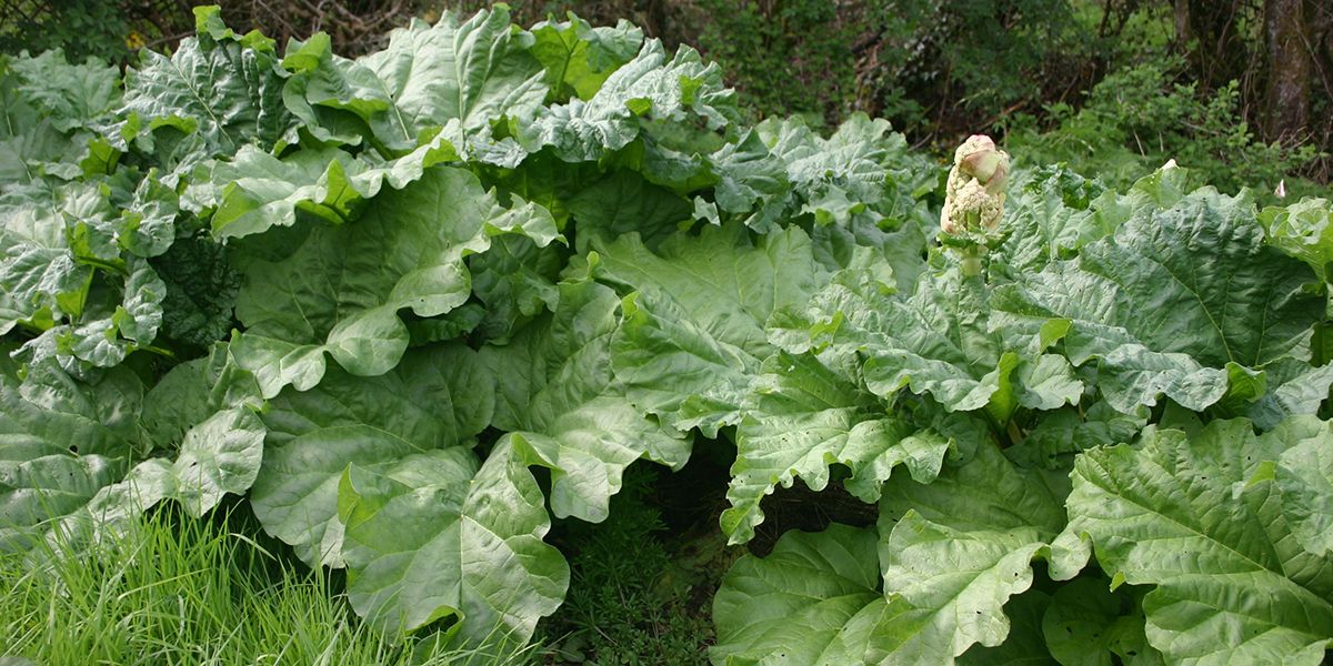 Découvrez les secrets du purin de rhubarbe pour un jardin éclatant