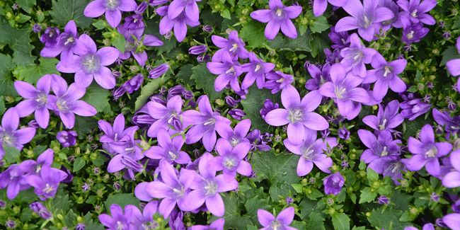 La campanule des murets : une étoile des rocailles à fleurs pourpres