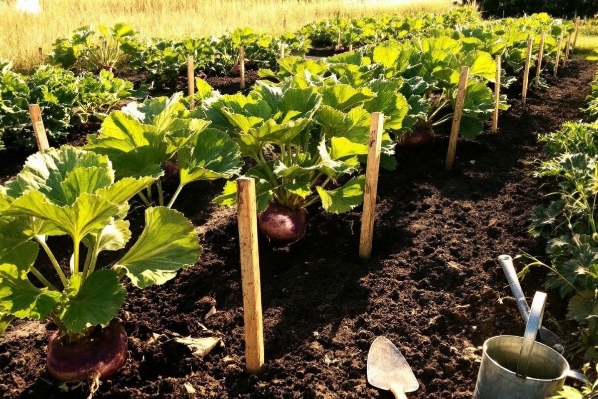 Le rutabaga, un légume oublié à redécouvrir pour des récoltes d'automne faciles