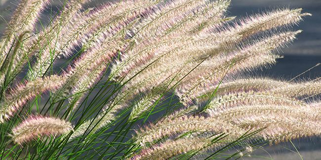 Pennisetum alopecuroides : la graminée élégante des jardins modernes