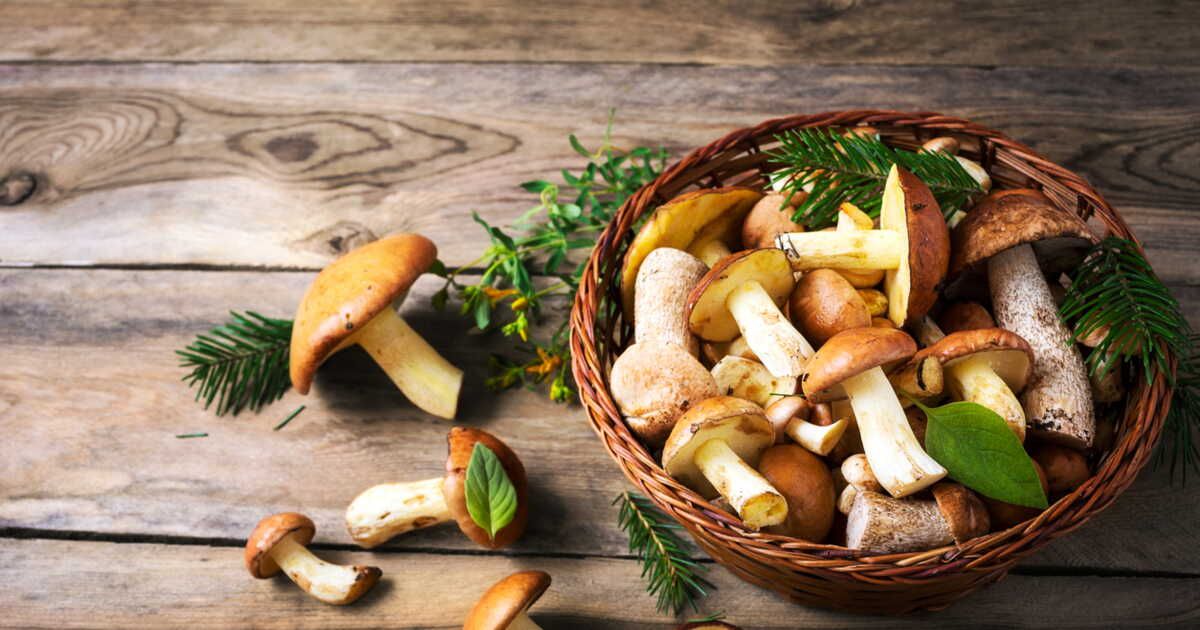 L'erreur surprenante à éviter avec les champignons