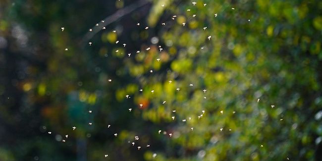 Des solutions efficaces pour dire adieu aux moucherons à la maison