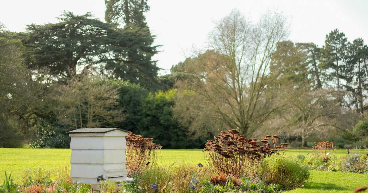 Installer une ruche dans son jardin : ce qu'il faut savoir
