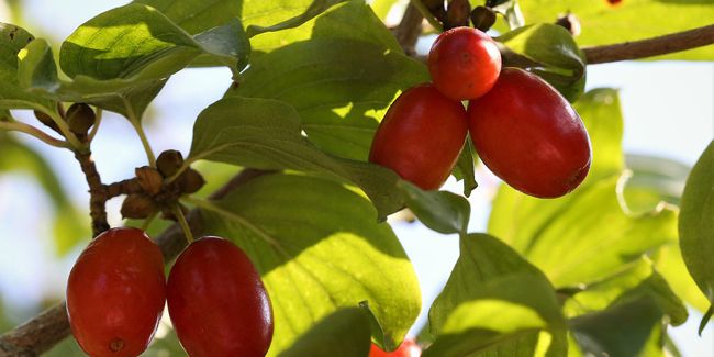 À la découverte du cornouiller mâle et de ses délicieux fruits sauvages