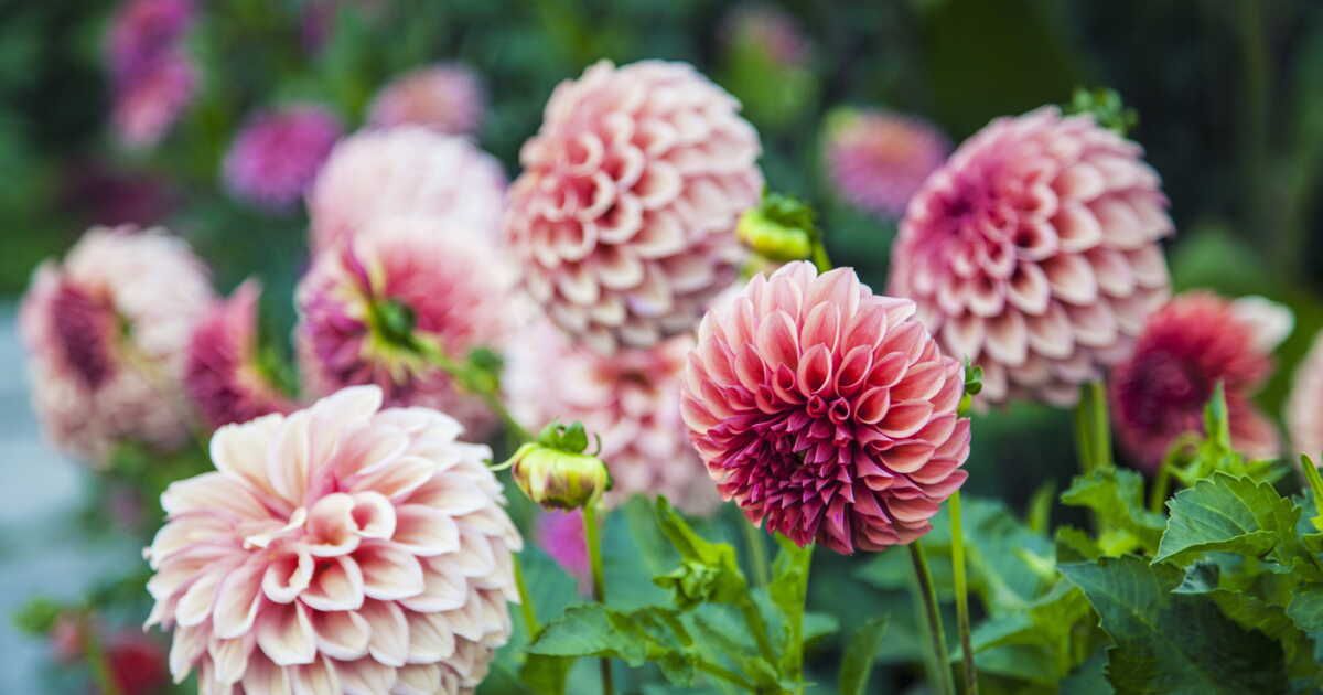 Des dahlias éclatants jusqu'à l'automne : nos conseils