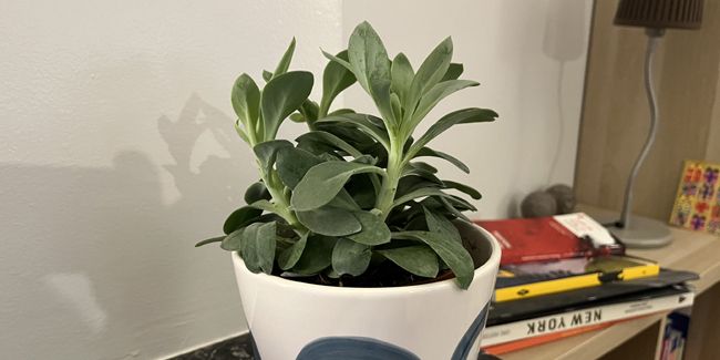 Senecio cephalophorus, la succulente facile à cultiver