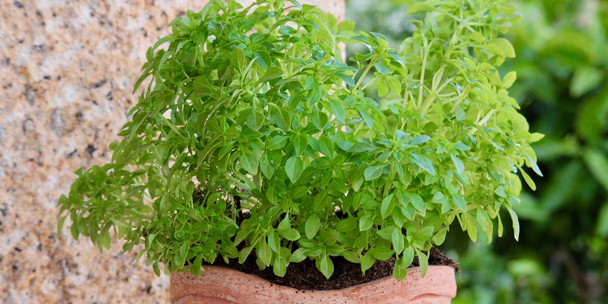 Les variétés de basilic : un véritable festival de saveurs du Sud