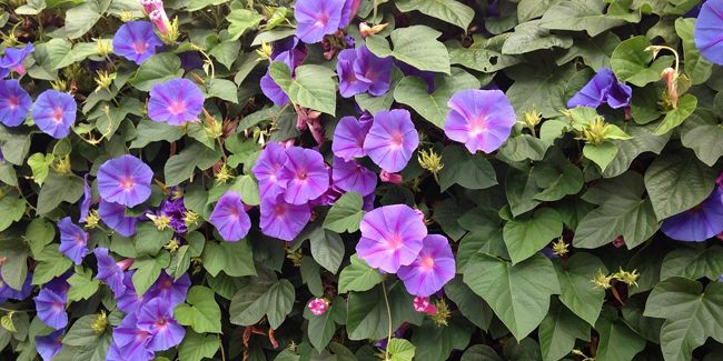 Ipomée ou volubilis : la plante grimpante aux mille couleurs