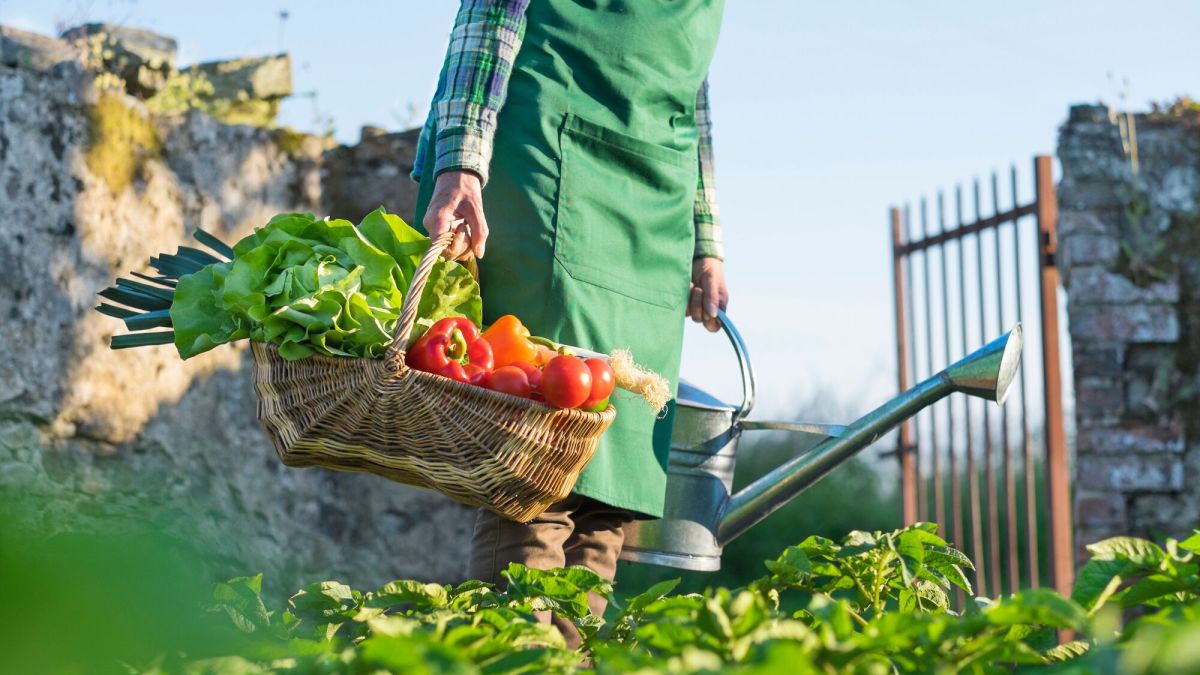 Des potions naturelles pour protéger votre potager