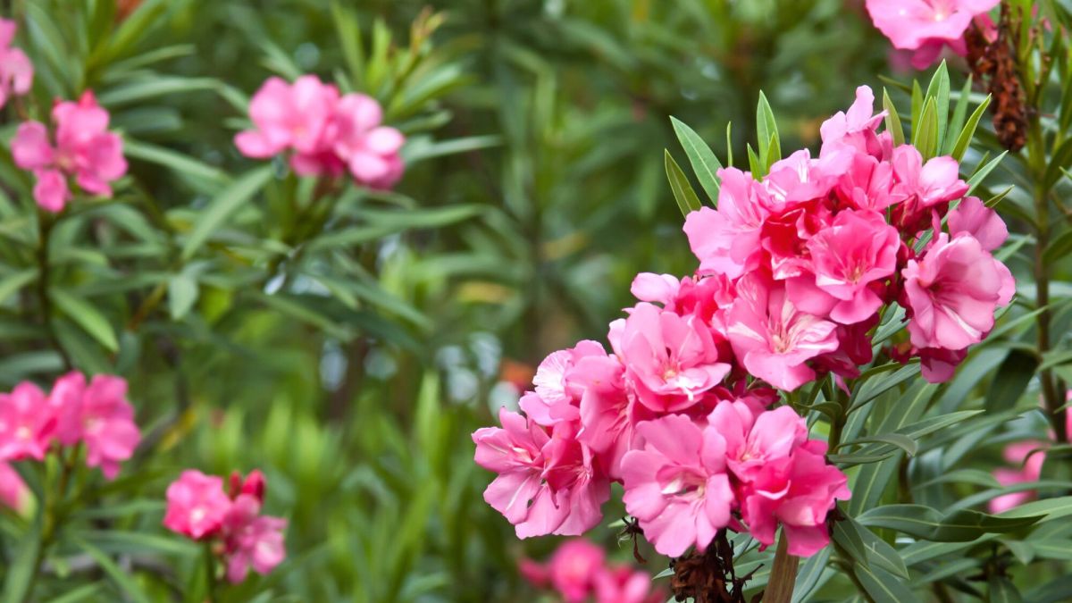 Jardin : "Mes lauriers roses mesurent 2,50m, puis-je les tailler pour les ramener à 1m de hauteur?"