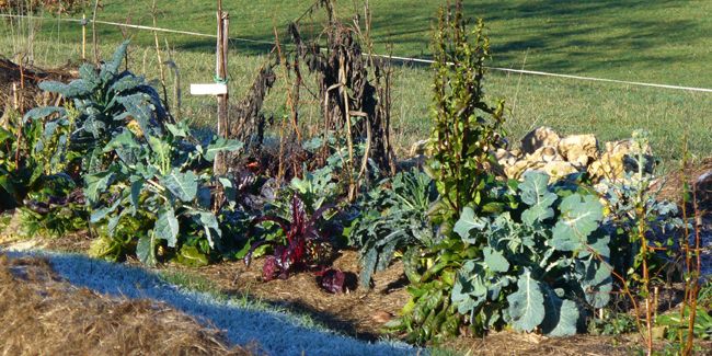 Cultiver son jardin potager en permaculture : un guide essentiel