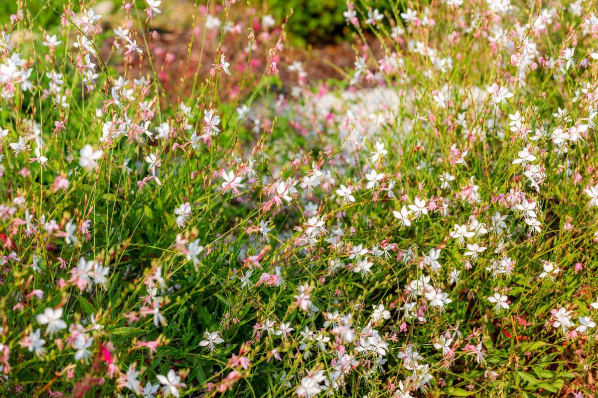 Gaura : comment planter, entretenir et bouturer cette plante mellifère ?