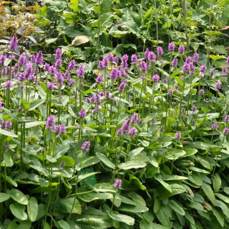 découvrez le crosne du japon, un trésor rare pour votre potager