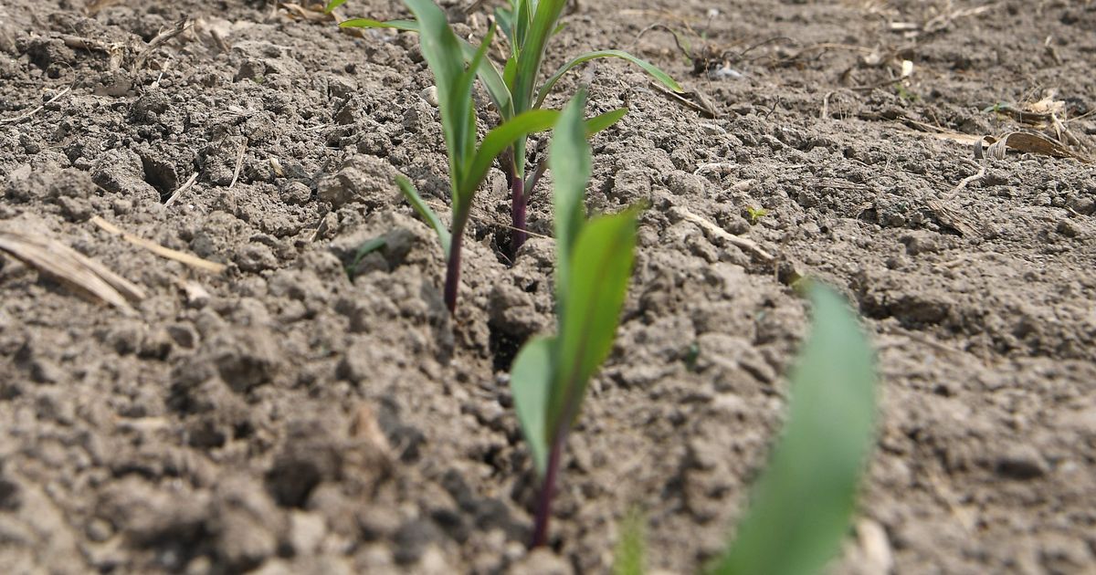 Treize parlementaires du Grand Ouest interpellent sur les ravages de la mouche geomyza