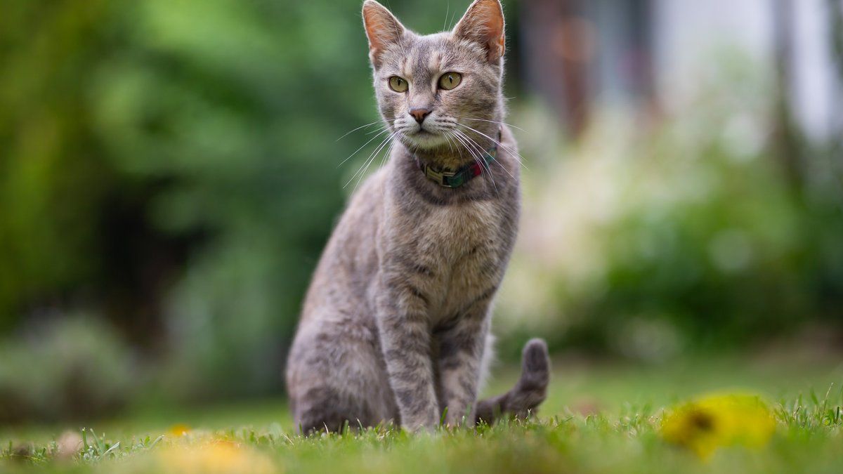 Yuna, la chatte disparue, fait un retour incroyable après un voyage en TGV