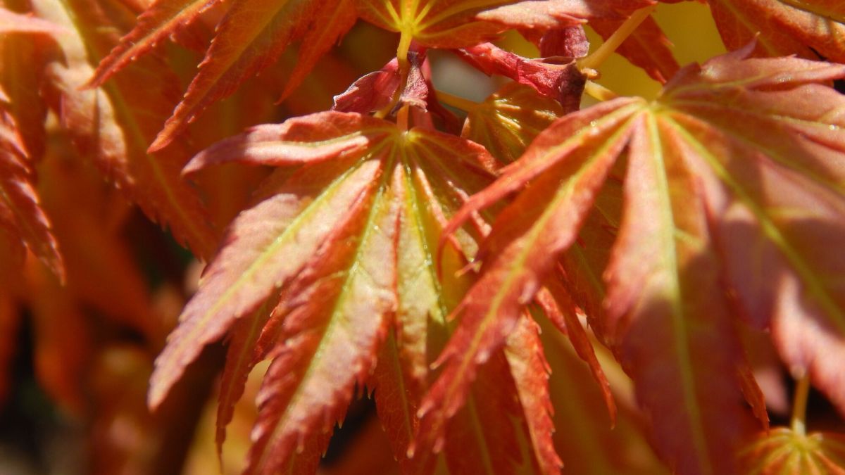 Comment sauver un acer orange dream qui végète dans le Morbihan ?