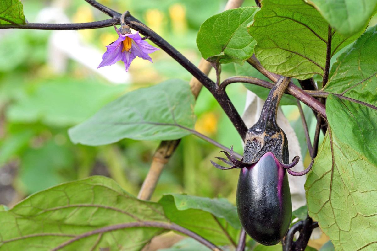 Optimisez votre récolte d'aubergines avec notre guide de taille expert