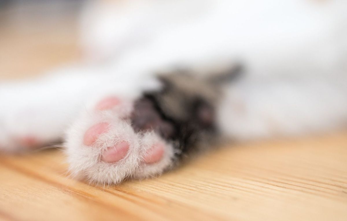 Une chatte bretonne disparue fait le grand écart jusqu'à Paris