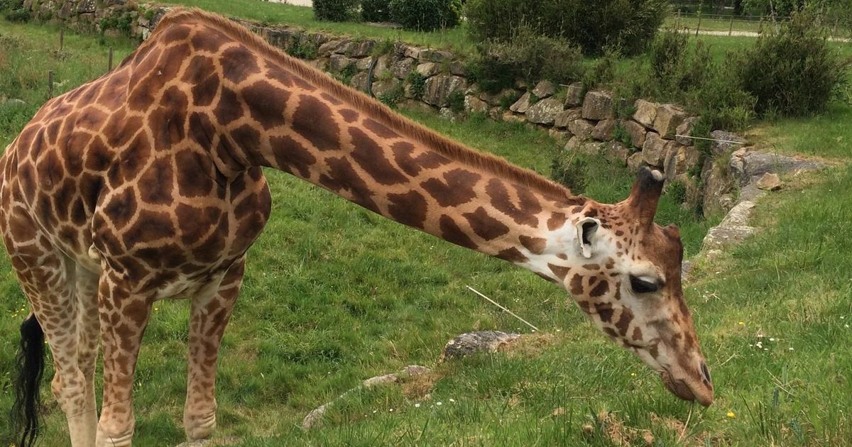La triste fin de Tamu, la girafe du Parc de Branféré