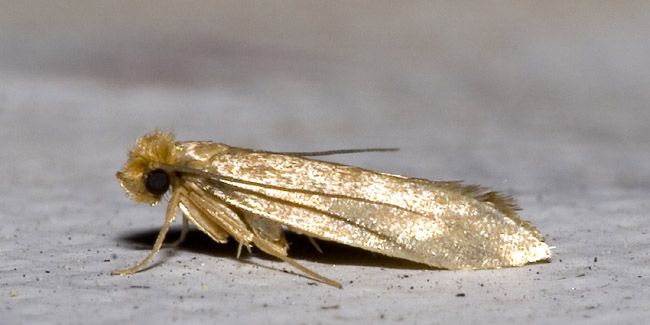 Des solutions naturelles pour dire adieu aux mites