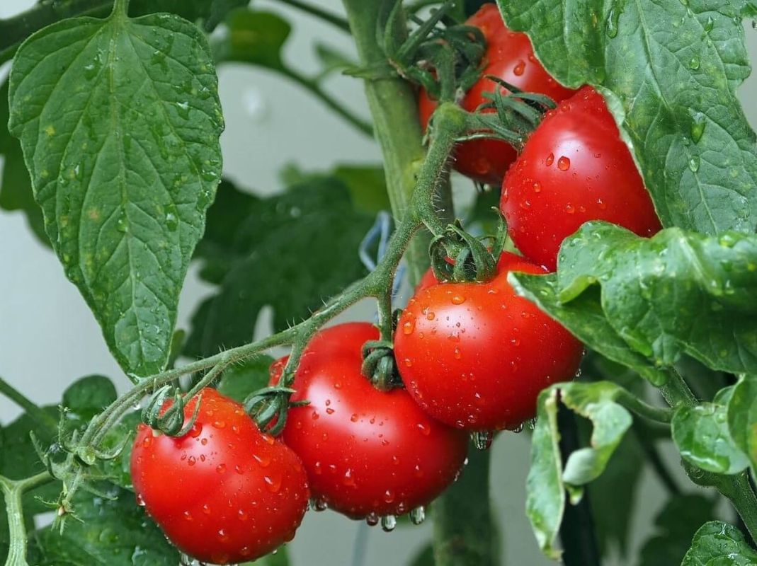 Comment prévenir et traiter le mildiou des tomates efficacement