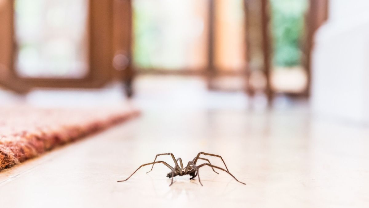 Des solutions naturelles pour éloigner les araignées de votre intérieur