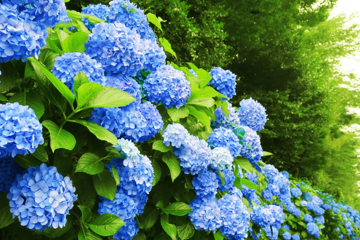 Astuce incontournable pour des hortensias bleus éclatants dans votre jardin