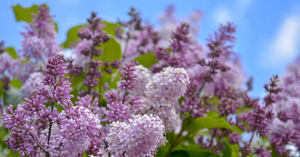 Conservez le lilas : deux méthodes astucieuses pour en profiter toute l'année