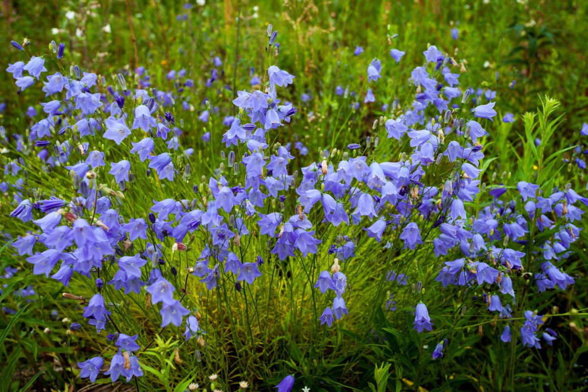 Campanule : la fleur à la beauté intemporelle et sans tracas