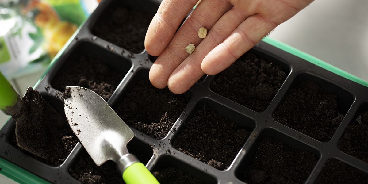 organiser ses semis de printemps : 8 astuces essentielles pour un jardin réussi