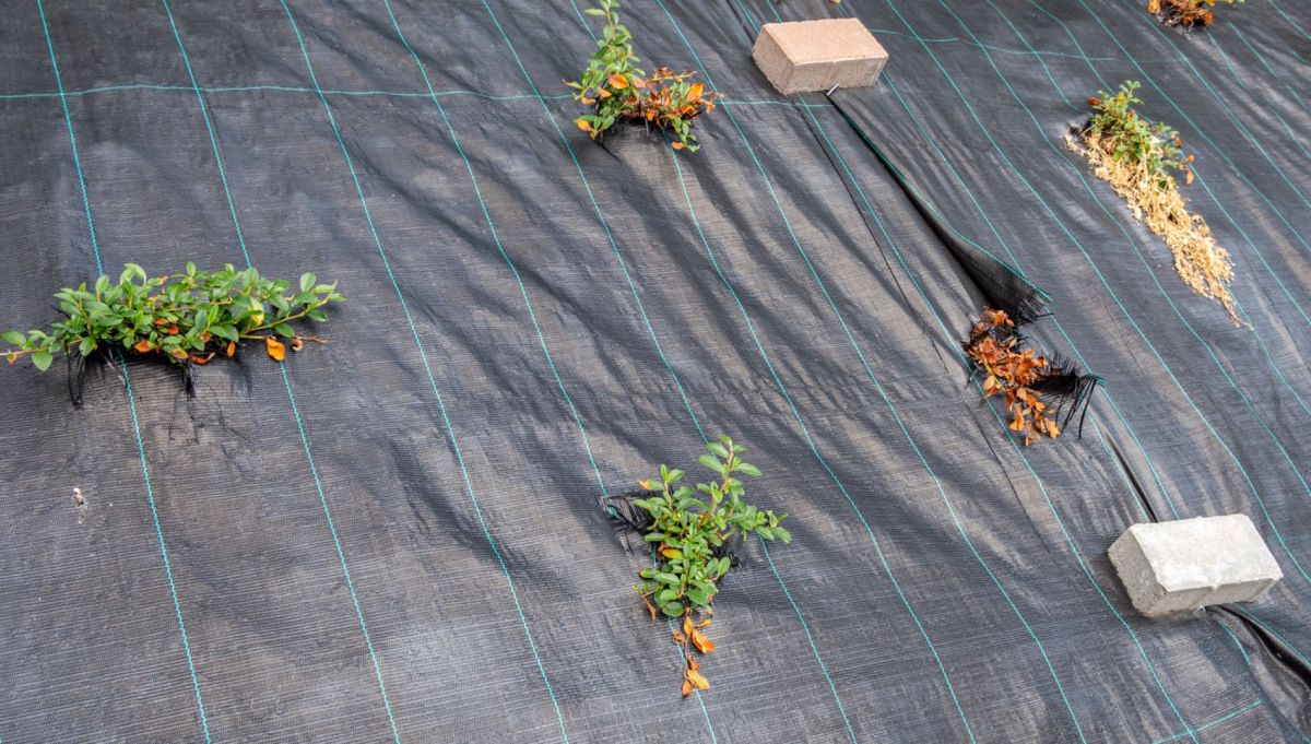 La méthode astucieuse pour lutter contre les mauvaises herbes : attention aux risques pour votre pelouse