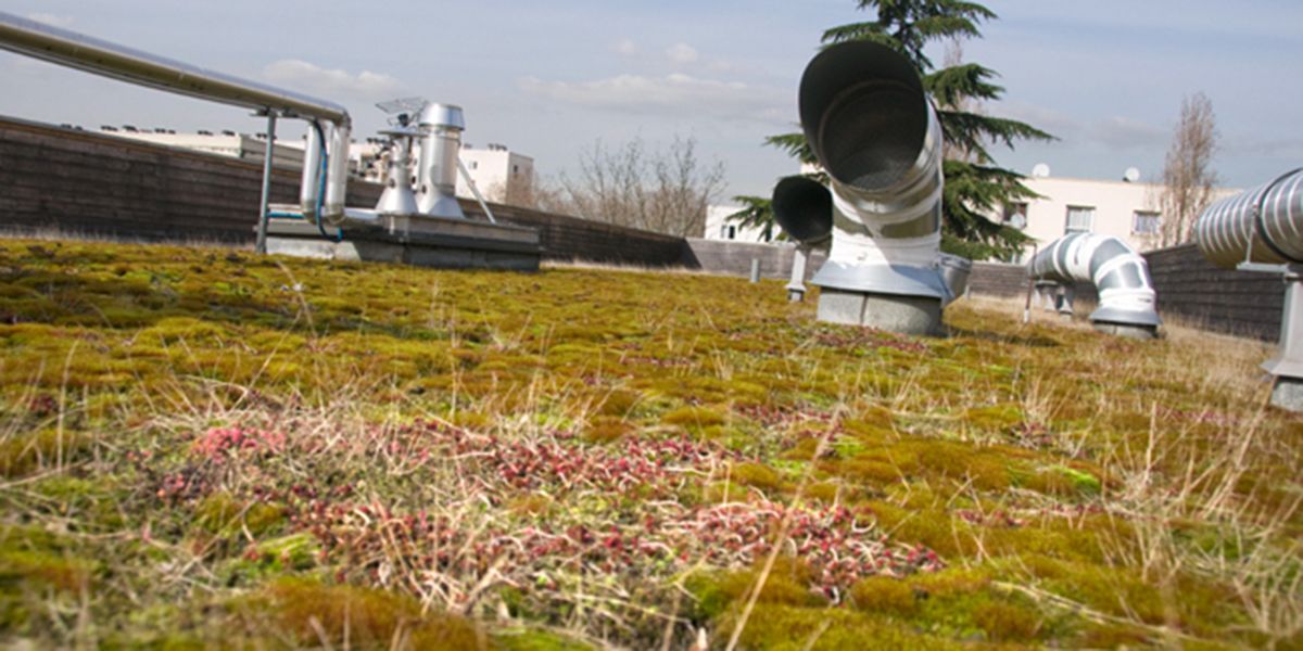 La révolution des toits verts : un avenir durable en pleine croissance