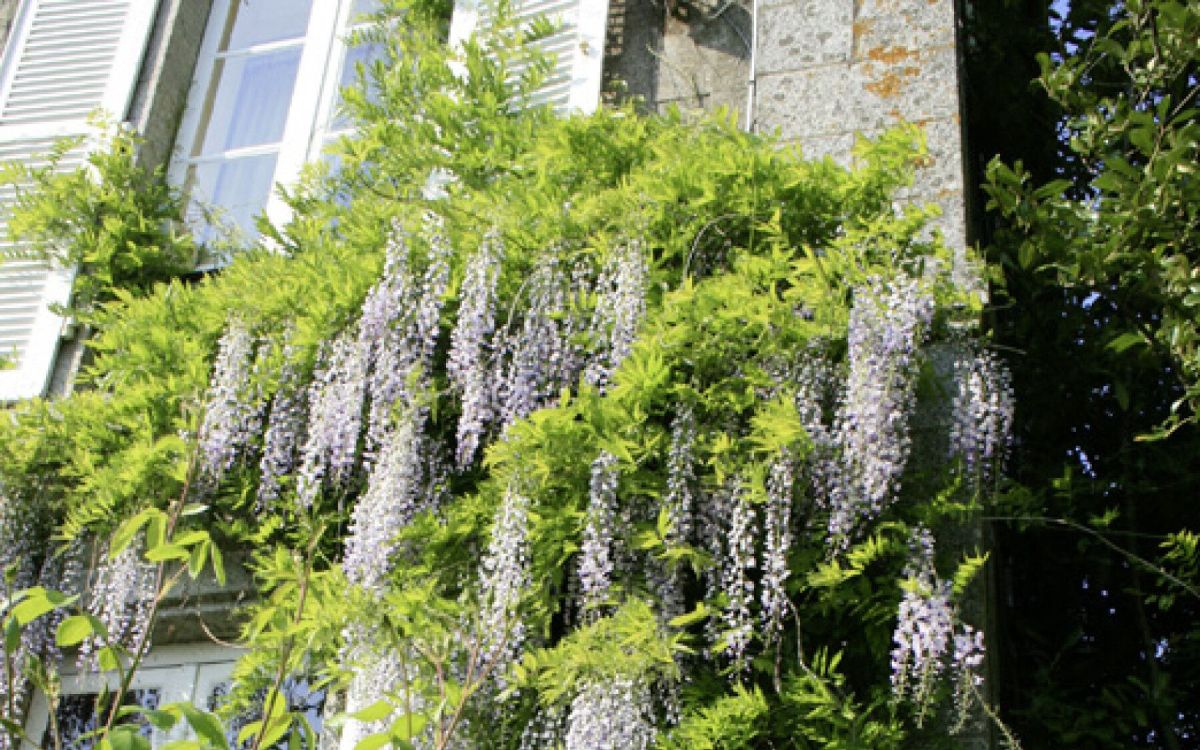 Les fleurs géantes : une touche de magie au jardin