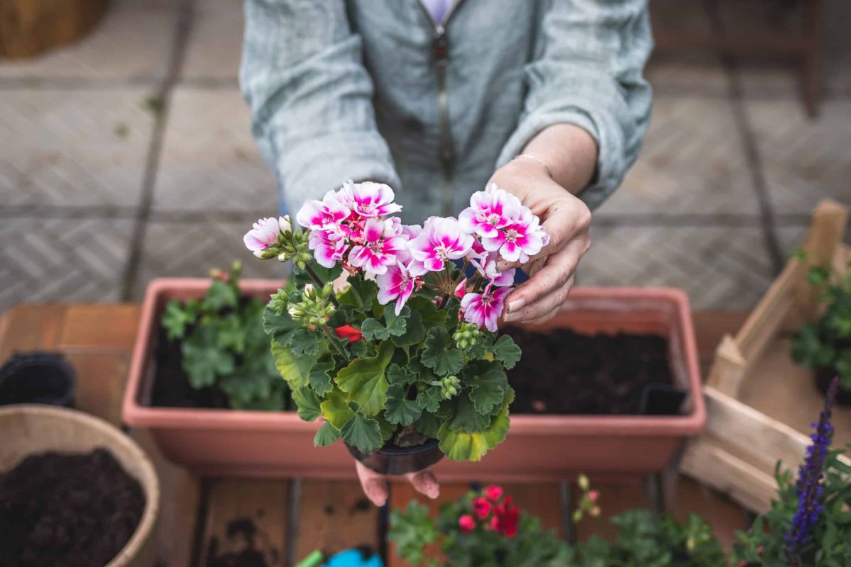 3 plantes vivaces à diviser pour un jardin radieux jusqu'à l'automne