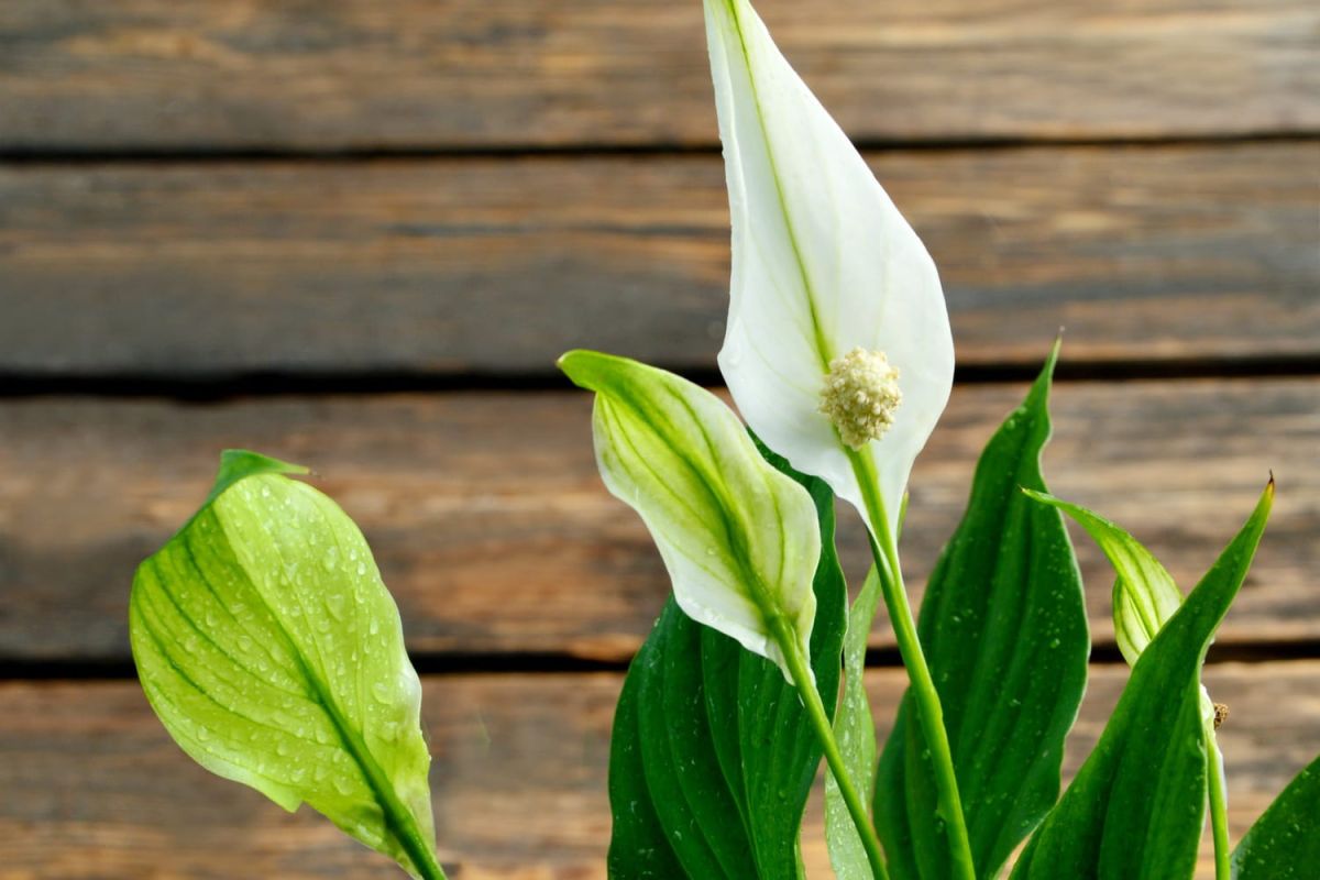 Découvrez les secrets de la fleur de lune, la plante dépolluante et facile à entretenir