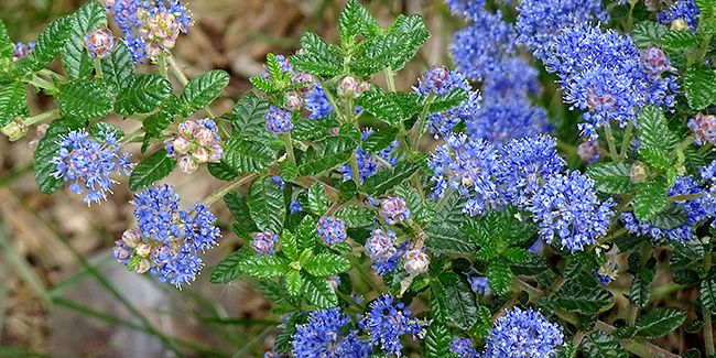 Céanothe : le lilas de Californie