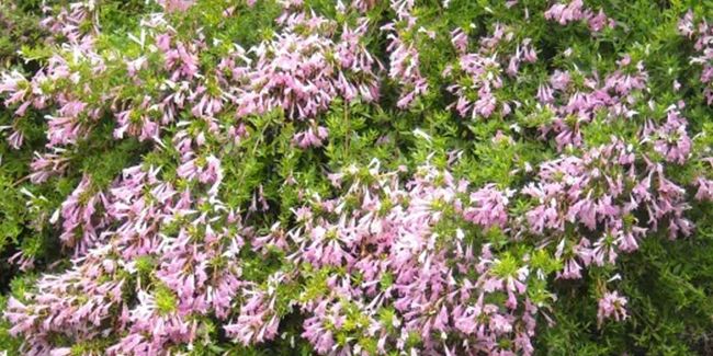 L'origan mexicain : un trésor aromatique des Hopis