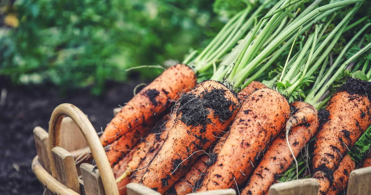 Les légumes idéaux pour un potager d'automne