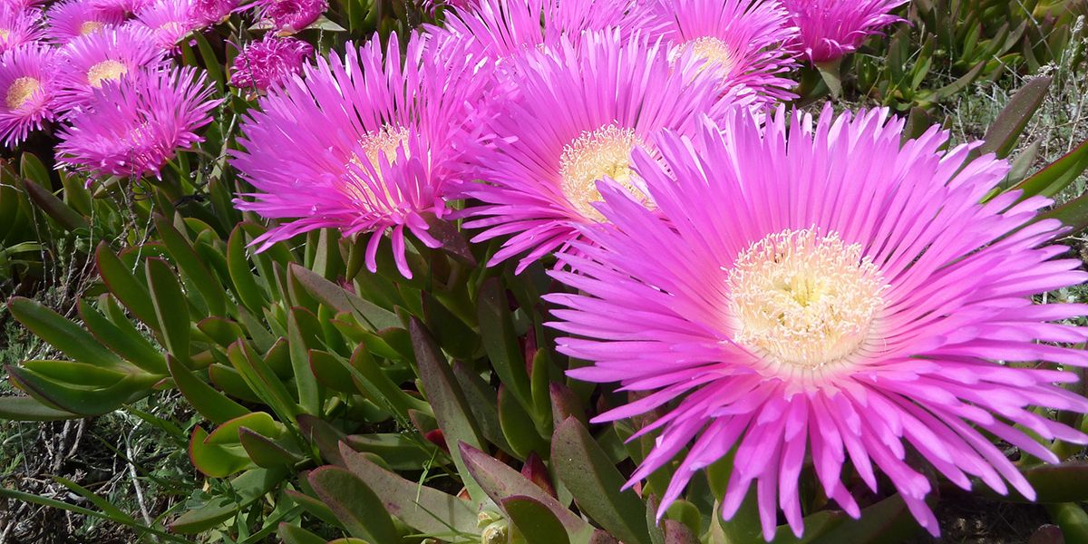 les secrets pour un jardin sans plantes envahissantes