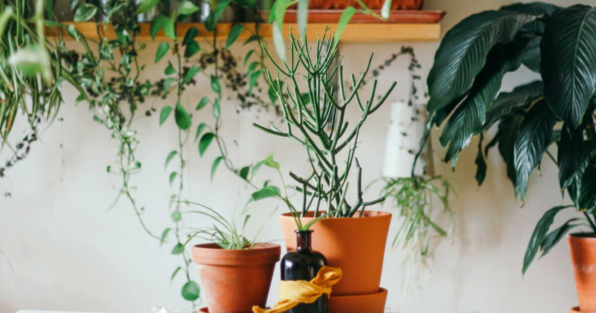 S.O.S plantes en détresse : comment reconnaître les signes de mal-être