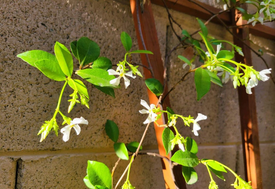 L'art de bien tailler le jasmin pour une floraison éblouissante