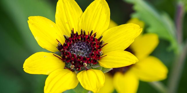 Une touche de chocolat dans votre jardin : découvrez la fleur chocolat